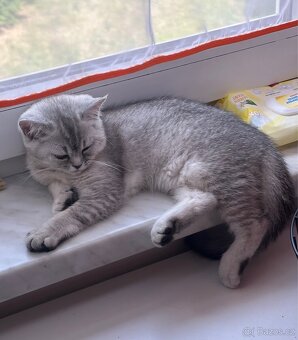 Britská čistokrevná koťata (=^‥^=) - 4