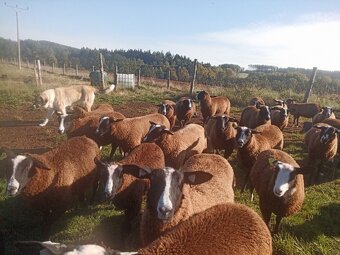 Plemenné jehnice Zwartbles - 4