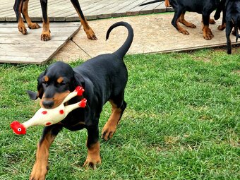 Black and Tan Coonhound - 4