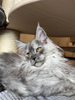 Mainská mývalí kočka s PP - 4