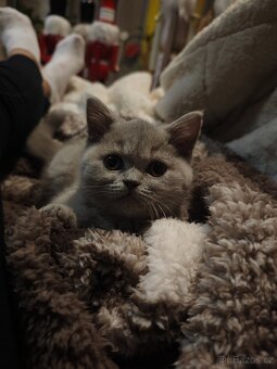 Britská koťátka - 4