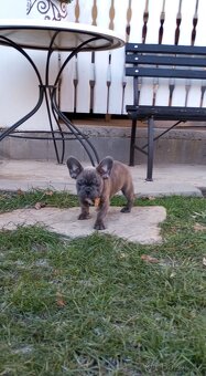 Francouzský buldoček - 4