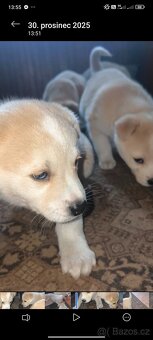 Štěňata Husky x kříženec staforda - 4