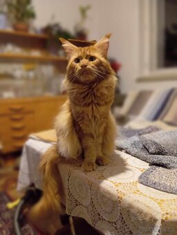 mainský kocour bez oo ke krytí - 4