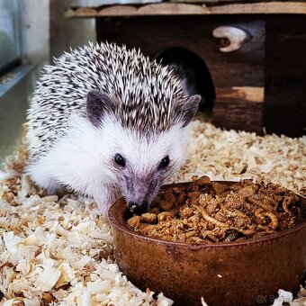 Ježek bělobřichý - 4