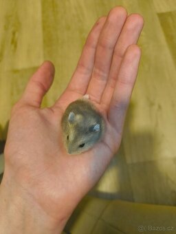 Křeček Džungarský - 4