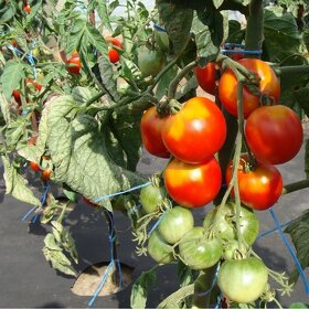 Divoká rajčata - různé druhy - semena - 4