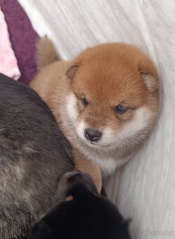 Shiba inu s PP - 4