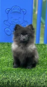 Pomeranian s PP (fenečka) - 4