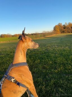 Whippet-krytí, uchovněný - 4
