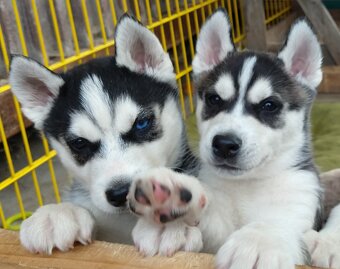 Sibiřský husky bez PP - poslední 3 kluci - 4