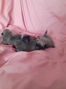 Mops - 4