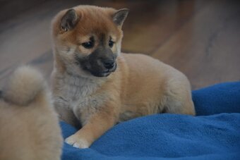 Shiba inu s průkazem původu - 4