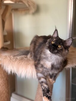 Mainska mývalí s PP - 4