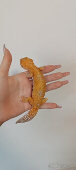 Gekončík noční - 4