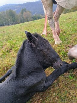 Percheron - 4
