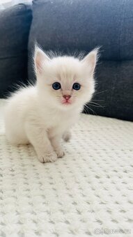 Ragdoll - 4