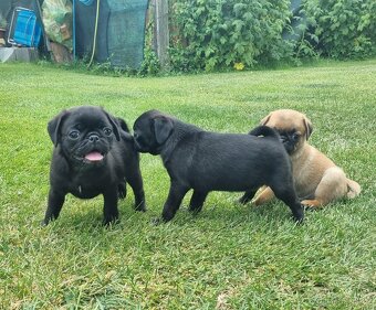 Mops - 4