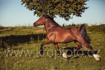 klisna Welsh pony of cob type - 4