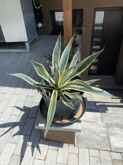 ALOE VERA - 4