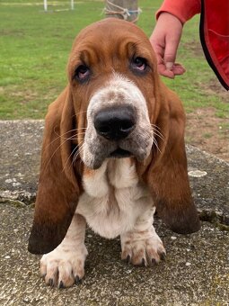 Basset Hound štěňátka s PP - 4