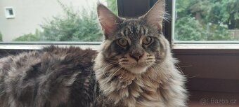 Mainska myvalia Mainne coon Mco - 4
