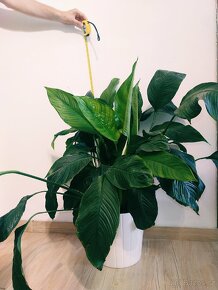 Obří husté Spathiphyllum / Lopatkovec 03 - 4