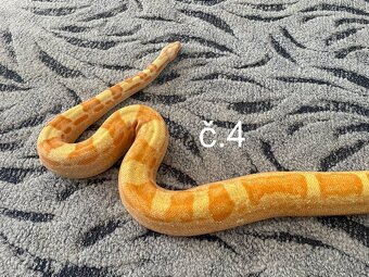 Boa constrictor - Hroznýš královský - 4