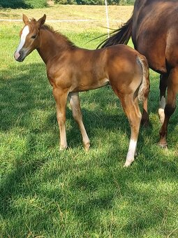 Quarter horse klisnička - 4