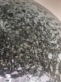 Nasada pstruha duhového - 4