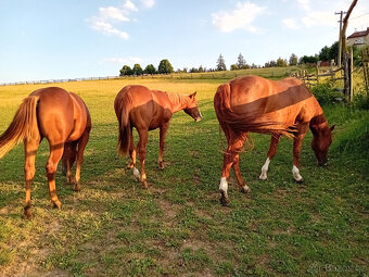 Výcvik jezdců a jízdy na koni. - 4