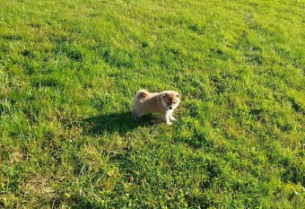 Štěňátka Shiba inu - 4