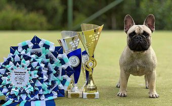 Francouzský buldoček s PP FCI - 4