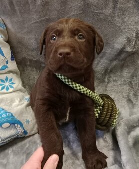 Labradorský retriever s PP tmavě hnědé barvy - 4