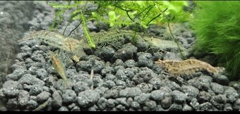 Krevetky Neocaridina - 4