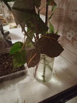 Pakobylky rohaté - 4