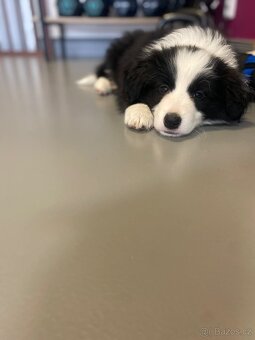 Border kolie s PP - 4