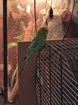 Andulka vlnkovaná - 4