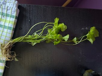 Akvarijní rostlinky - 4