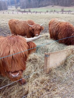 Skotský náhorní skot highlander - 4