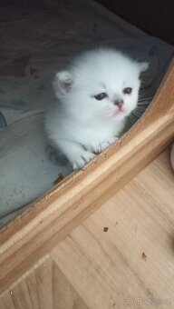 Britská kočička  s PP - 4