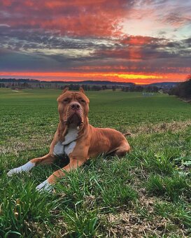 Krytí AmericanBully XXL - 4