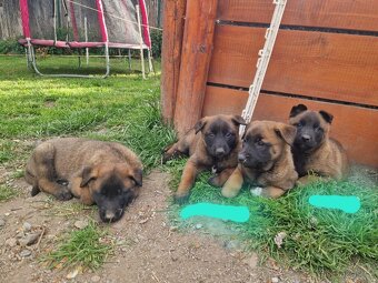 Belgický ovčák malinois - 4