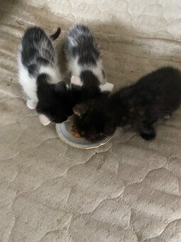 Koťátka 🐱 - 4