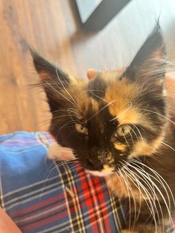 maciatka Maine coon/ mainske myvalie s PP - 4