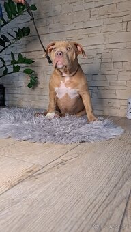 American Bully standard - k odběru - 4