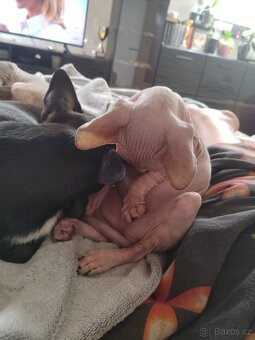 Kotě Sphynx - 4