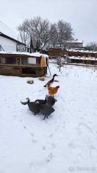 Kačer Indický běžec - 4