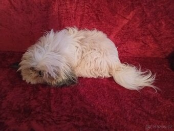 Prodám pejska shih-tzu,shi-tzu, 16mesacný, čipovaný - 4