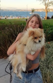 Pomeranian špic - 4